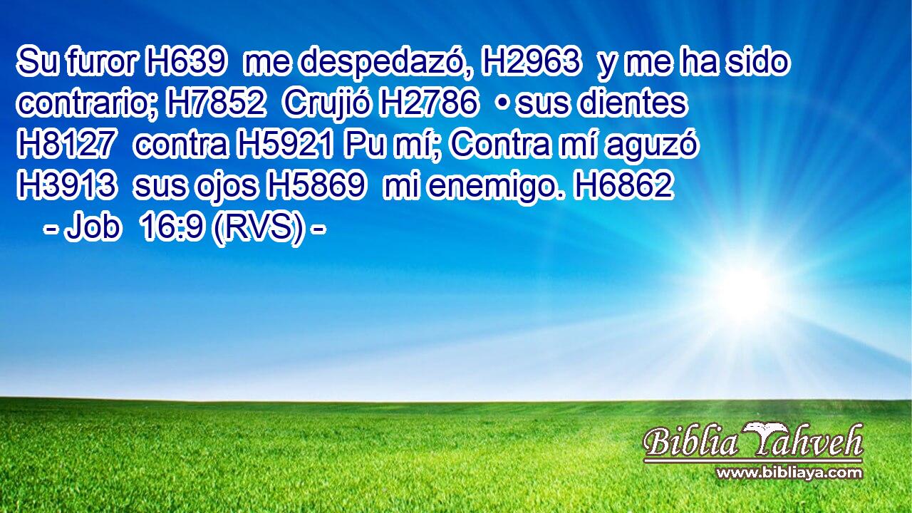 Su furor H639  me despedazó, H2963  y me ha sido contrario; H7852  Crujió H2786  • sus dientes H8127  contra H5921 Pu mí; Contra mí aguzó H3913  sus ojos H5869  mi enemigo. H6862  