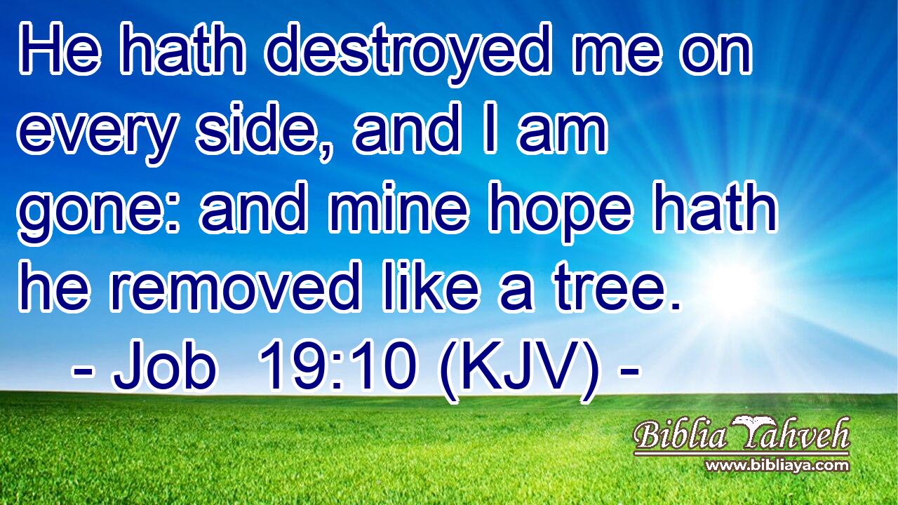 He hath destroyed me on every side, and I am gone: and mine hope hath he removed like a tree.