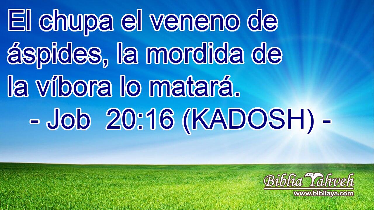  El chupa el veneno de áspides, la mordida de la víbora lo matará. 