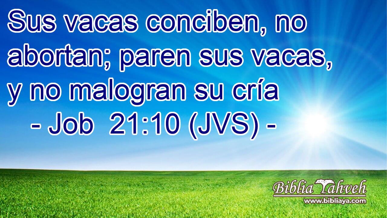 Sus vacas conciben, no abortan; paren sus vacas, y no malogran su cría