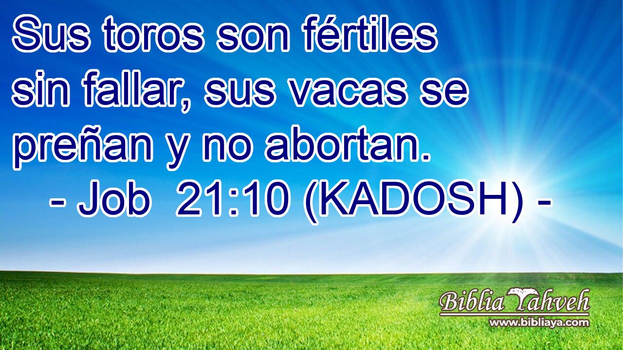  Sus toros son fértiles sin fallar, sus vacas se preñan y no abortan. 