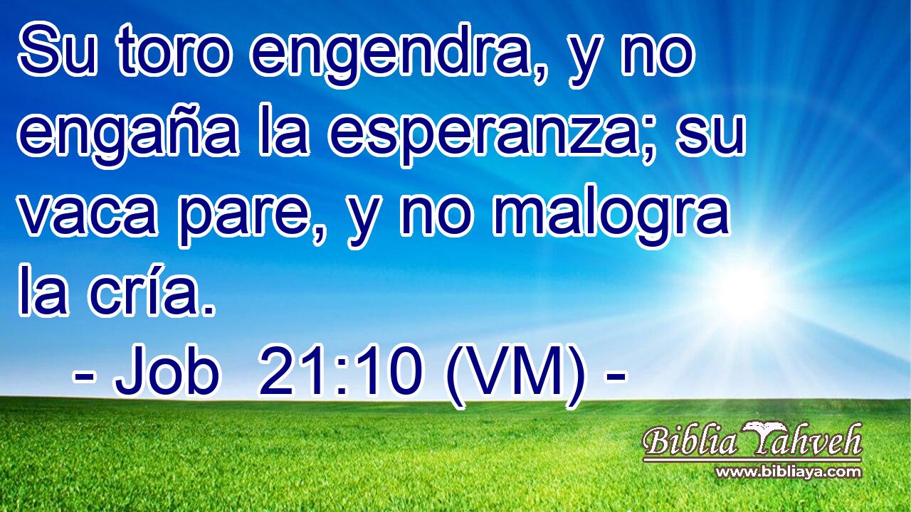  Su toro engendra, y no engaña la esperanza; su vaca pare, y no malogra la cría. 