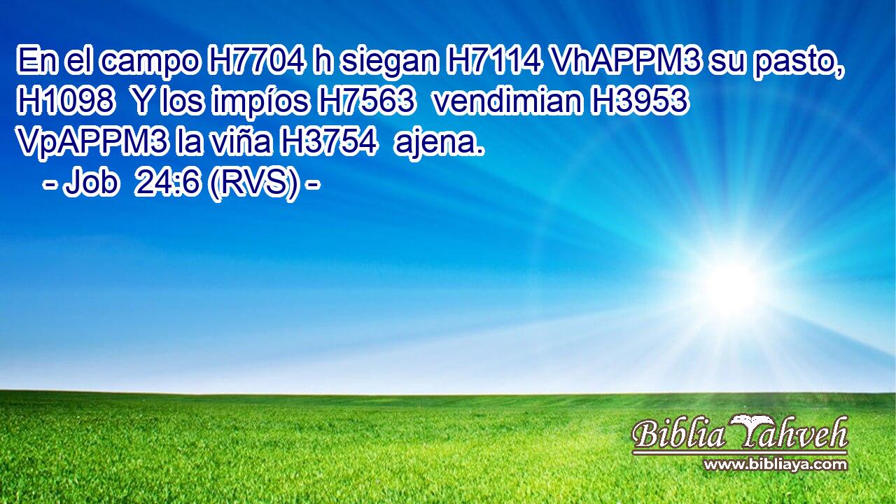 En el campo H7704 h siegan H7114 VhAPPM3 su pasto, H1098  Y los impíos H7563  vendimian H3953 VpAPPM3 la viña H3754  ajena. 