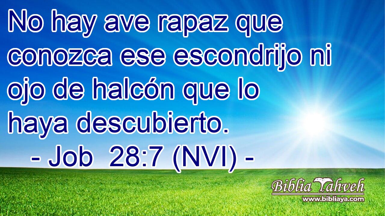 No hay ave rapaz que conozca ese escondrijo ni ojo de halcón que lo haya descubierto. 