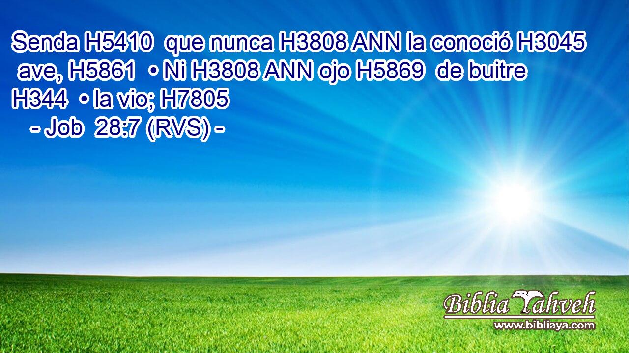 Senda H5410  que nunca H3808 ANN la conoció H3045  ave, H5861  • Ni H3808 ANN ojo H5869  de buitre H344  • la vio; H7805  