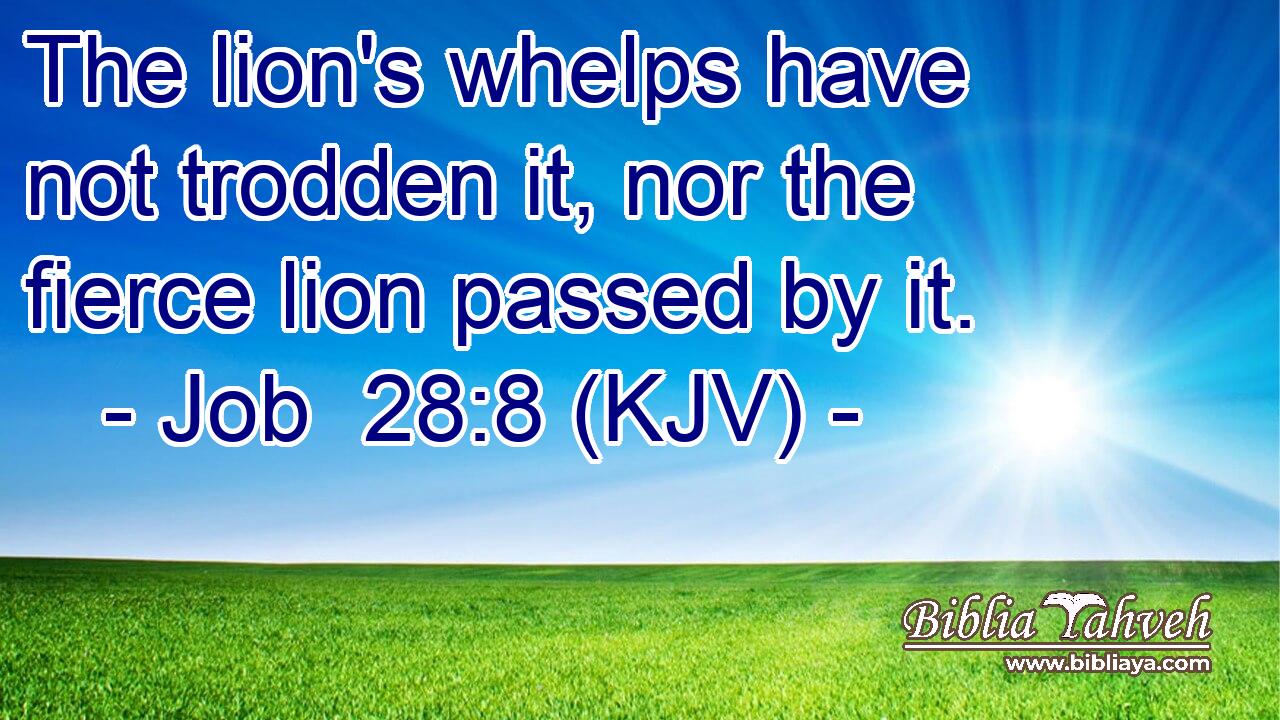 The lion's whelps have not trodden it, nor the fierce lion passed by it.