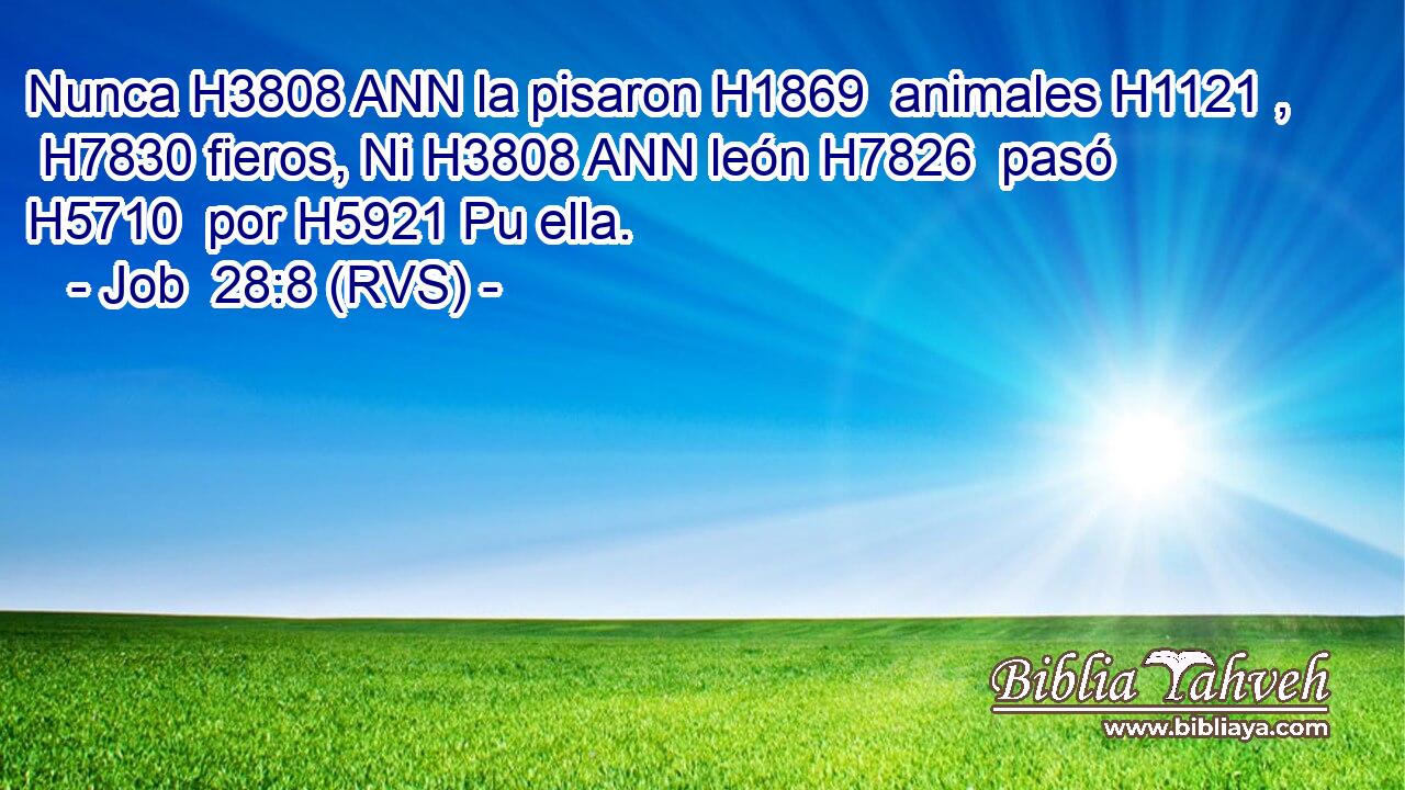 Nunca H3808 ANN la pisaron H1869  animales H1121 ,  H7830 fieros, Ni H3808 ANN león H7826  pasó H5710  por H5921 Pu ella. 