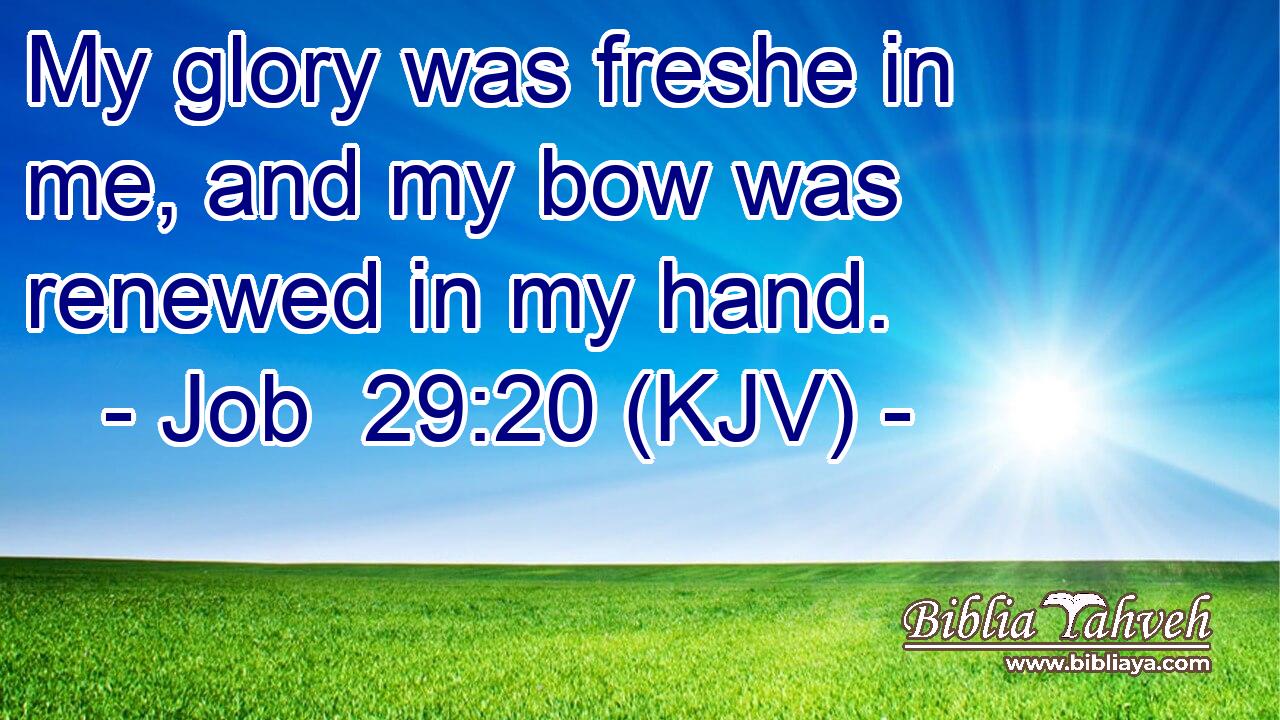 My glory was freshe in me, and my bow was renewed in my hand.