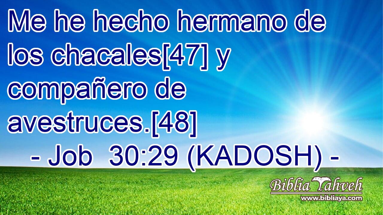  Me he hecho hermano de los chacales[47] y compañero de avestruces.[48] 
