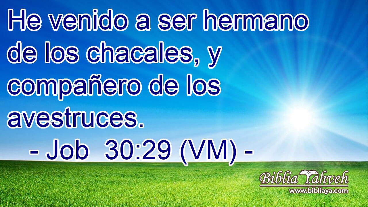  He venido a ser hermano de los chacales, y compañero de los avestruces. 