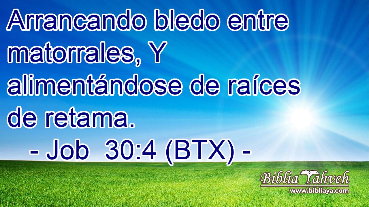 Arrancando bledo entre matorrales, Y alimentándose de raíces de retama.