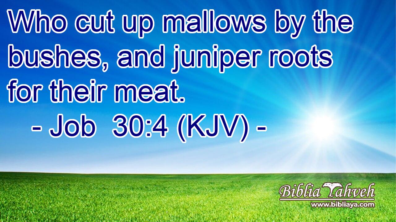 Who cut up mallows by the bushes, and juniper roots for their meat.