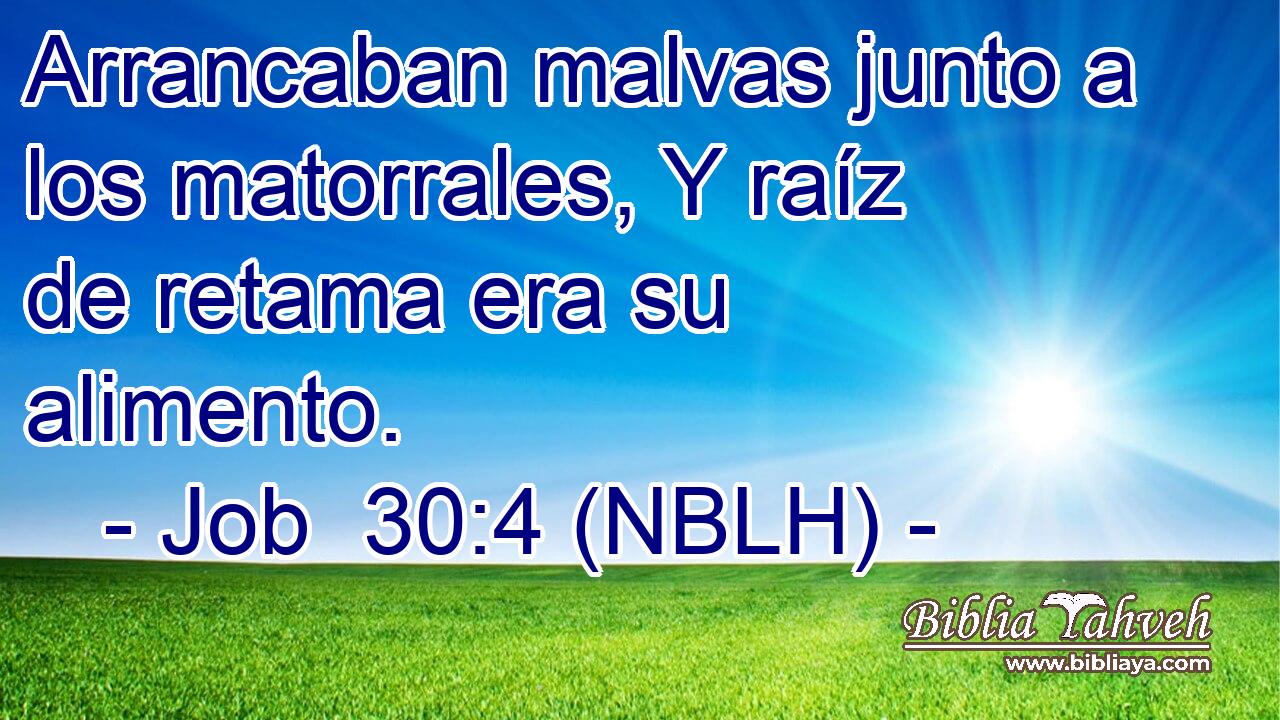  Arrancaban malvas junto a los matorrales, Y raíz de retama era su alimento. 