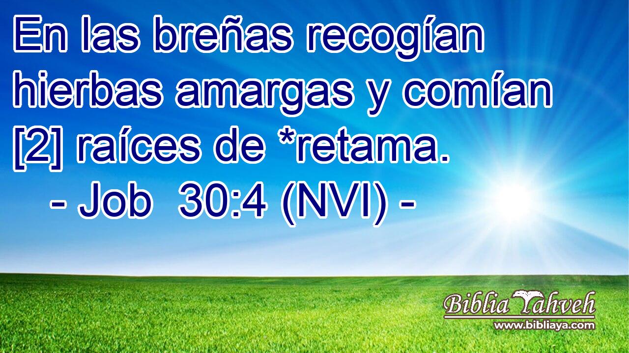  En las breñas recogían hierbas amargas y comían [2] raíces de *retama. 