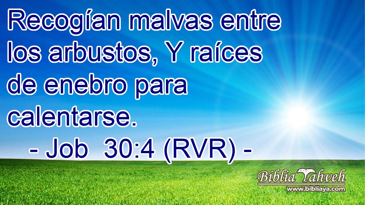 Recogían malvas entre los arbustos, Y raíces de enebro para calentarse.