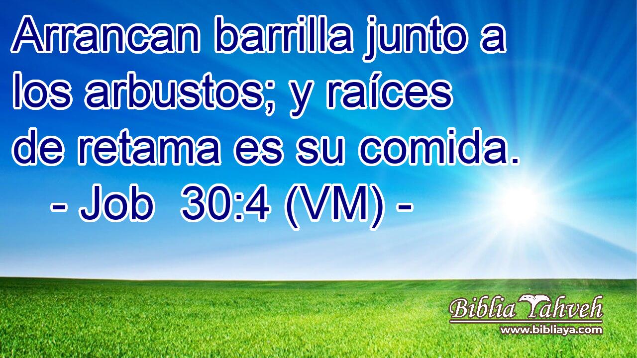  Arrancan barrilla junto a los arbustos; y raíces de retama es su comida. 