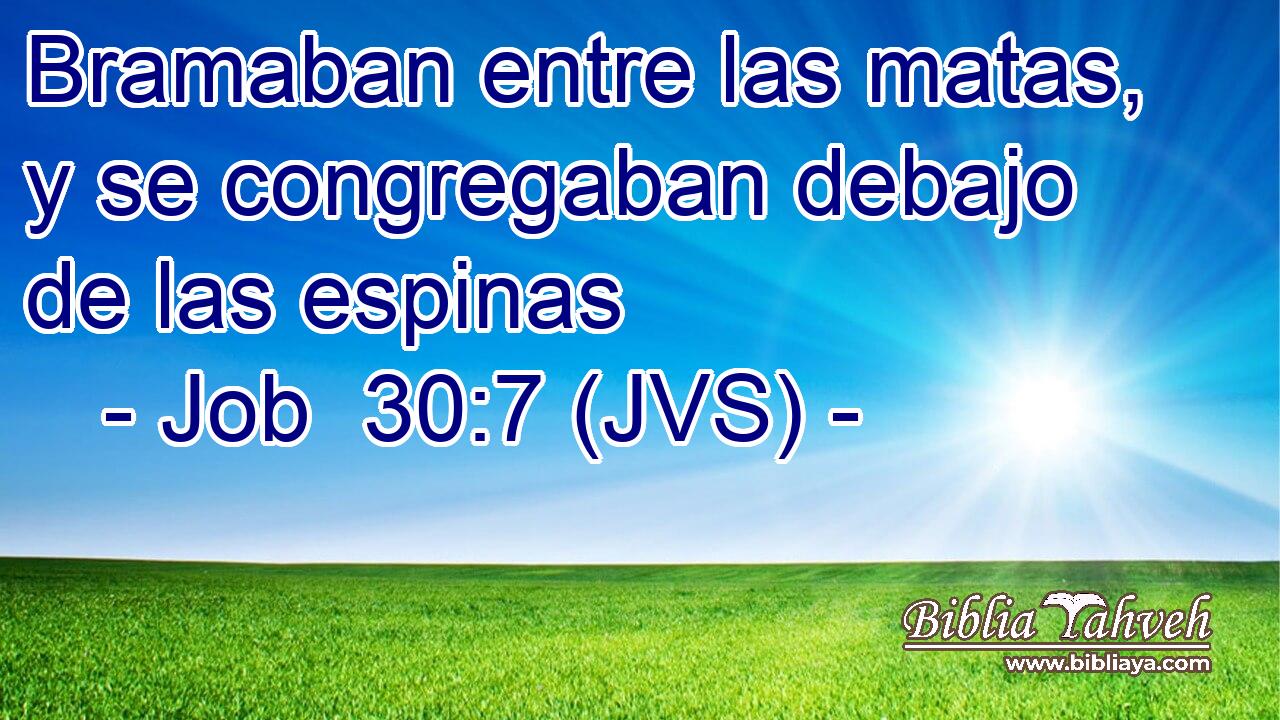 Bramaban entre las matas, y se congregaban debajo de las espinas