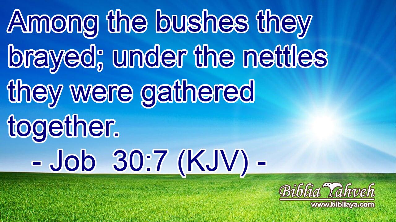 Among the bushes they brayed; under the nettles they were gathered together.