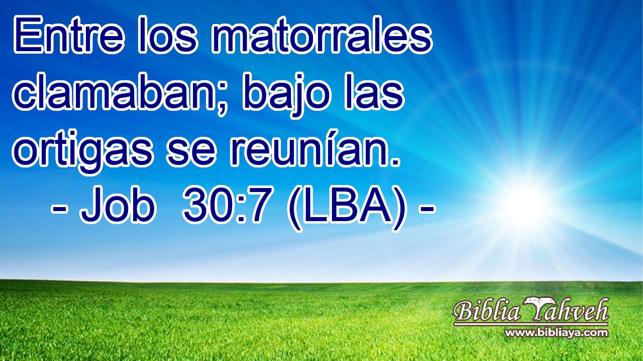 Entre los matorrales clamaban; bajo las ortigas se reunían.
