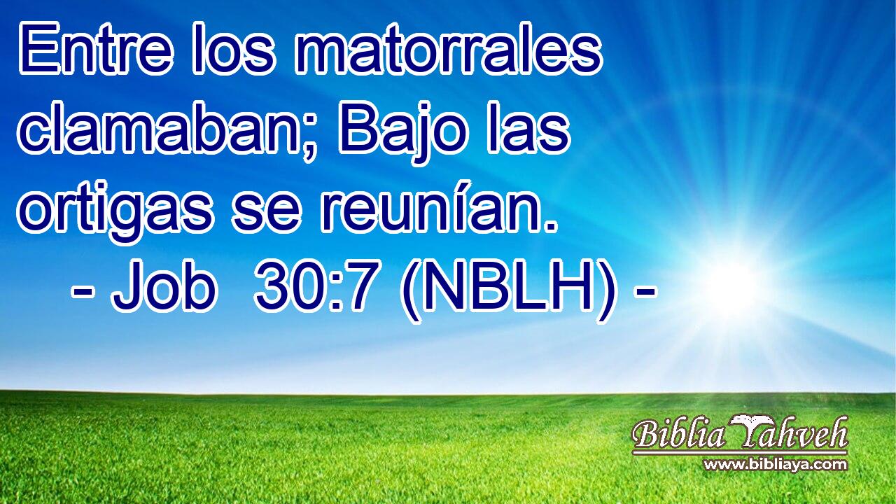 Entre los matorrales clamaban; Bajo las ortigas se reunían. 