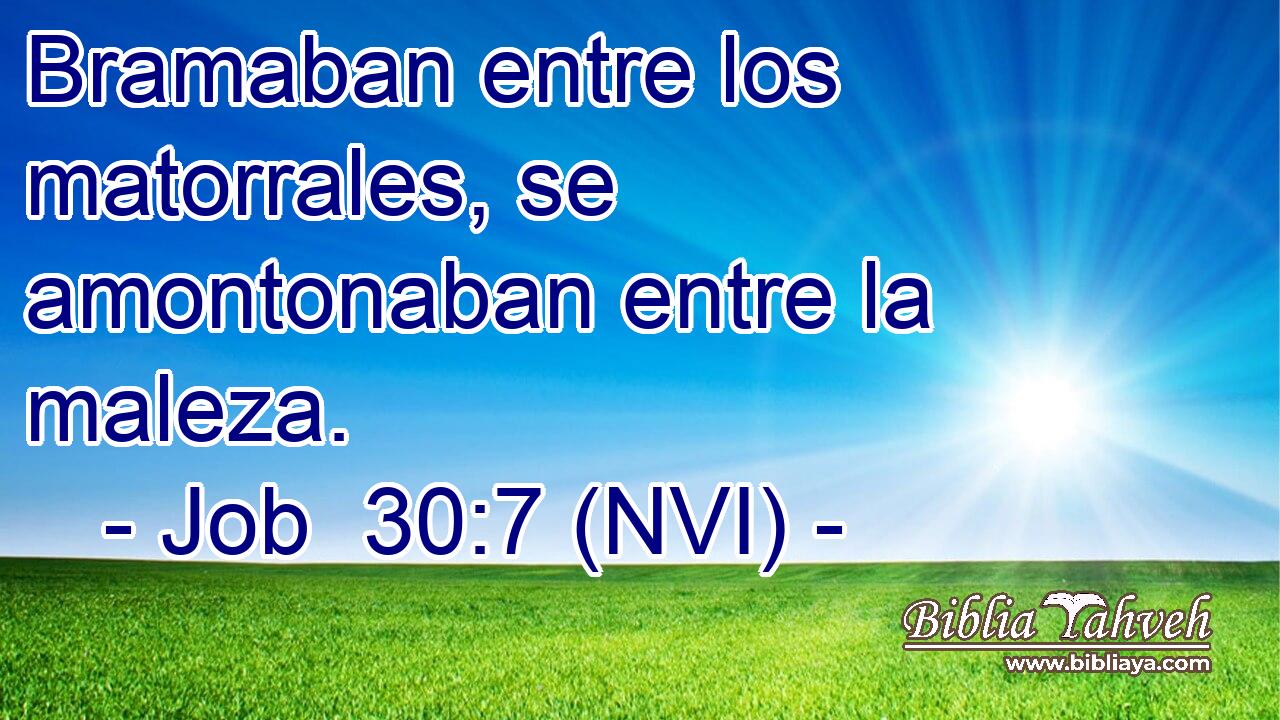  Bramaban entre los matorrales, se amontonaban entre la maleza. 