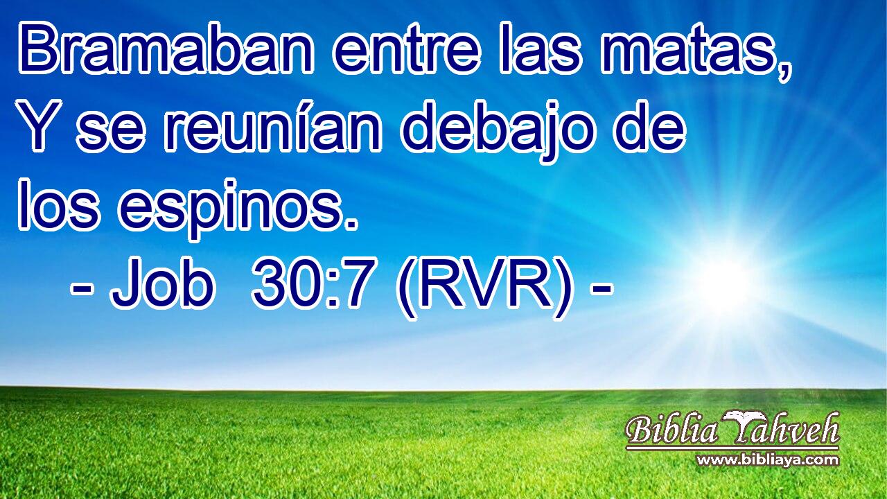 Bramaban entre las matas, Y se reunían debajo de los espinos.