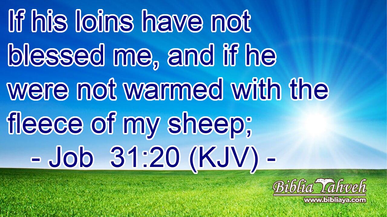 If his loins have not blessed me, and if he were not warmed with the fleece of my sheep;