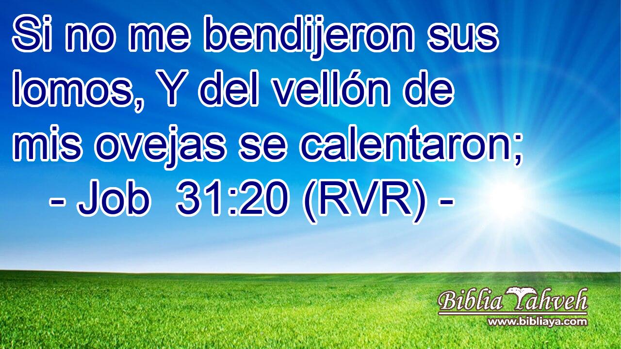Si no me bendijeron sus lomos, Y del vellón de mis ovejas se calentaron;