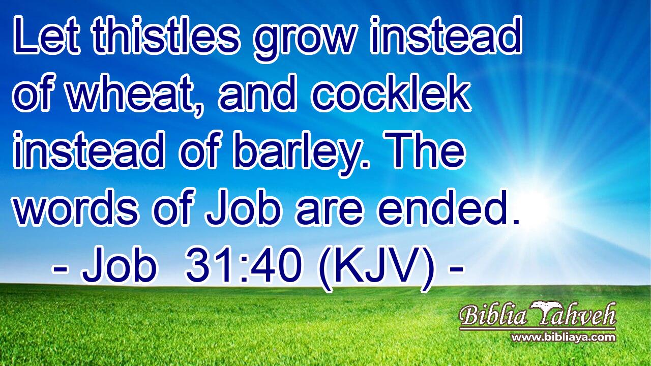 Let thistles grow instead of wheat, and cocklek instead of barley. The words of Job are ended.