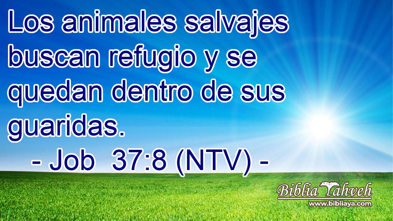 Los animales salvajes buscan refugio y se quedan dentro de sus guaridas.
