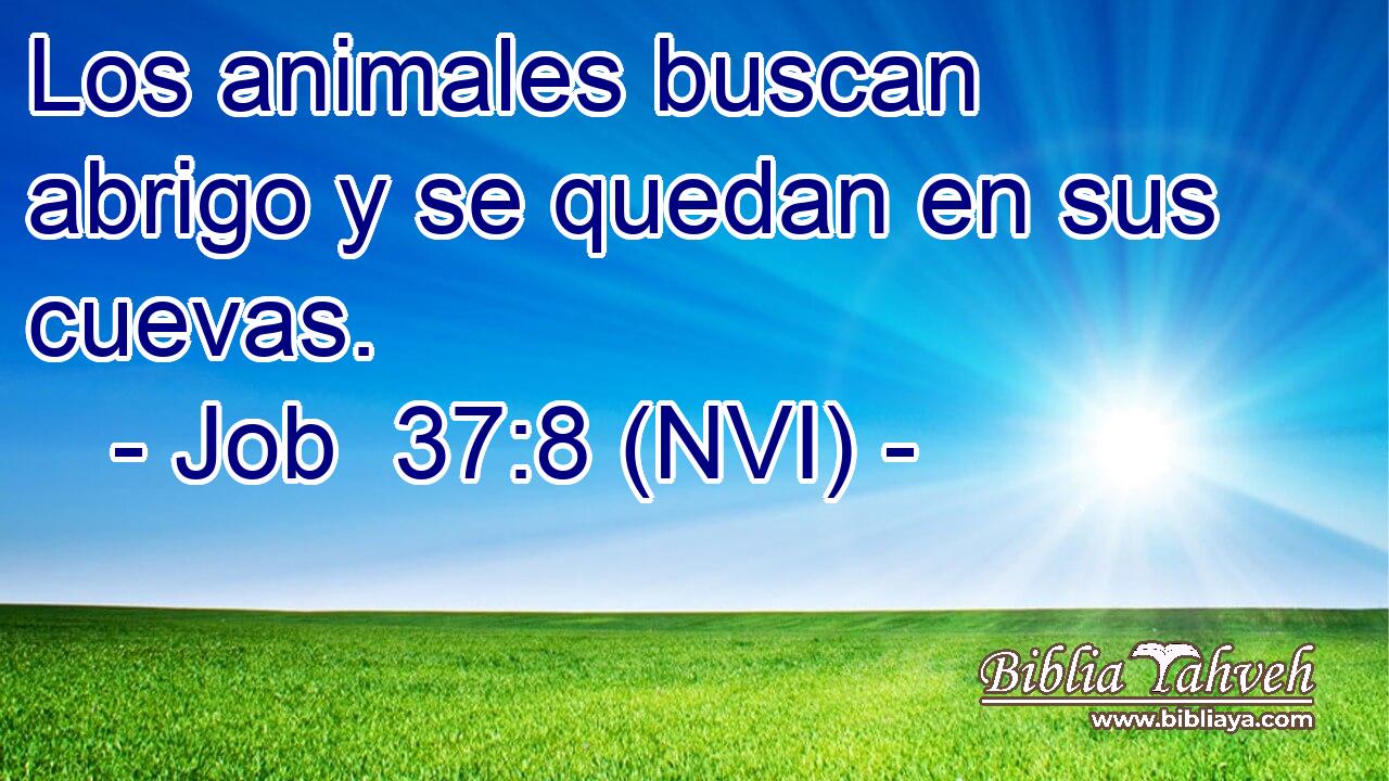  Los animales buscan abrigo y se quedan en sus cuevas. 