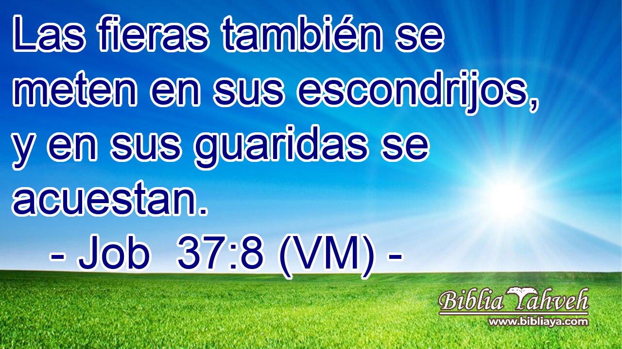  Las fieras también se meten en sus escondrijos, y en sus guaridas se acuestan. 