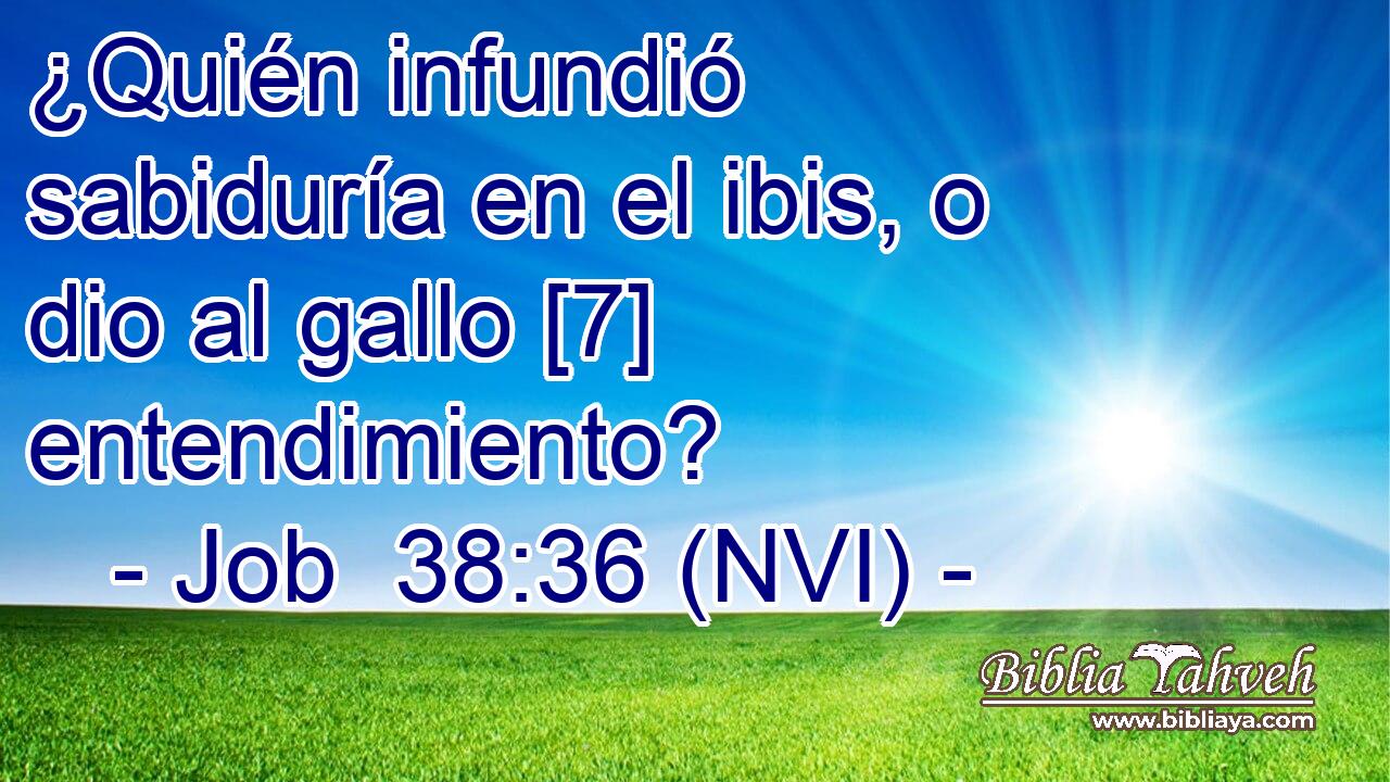  ¿Quién infundió sabiduría en el ibis, o dio al gallo [7] entendimiento? 