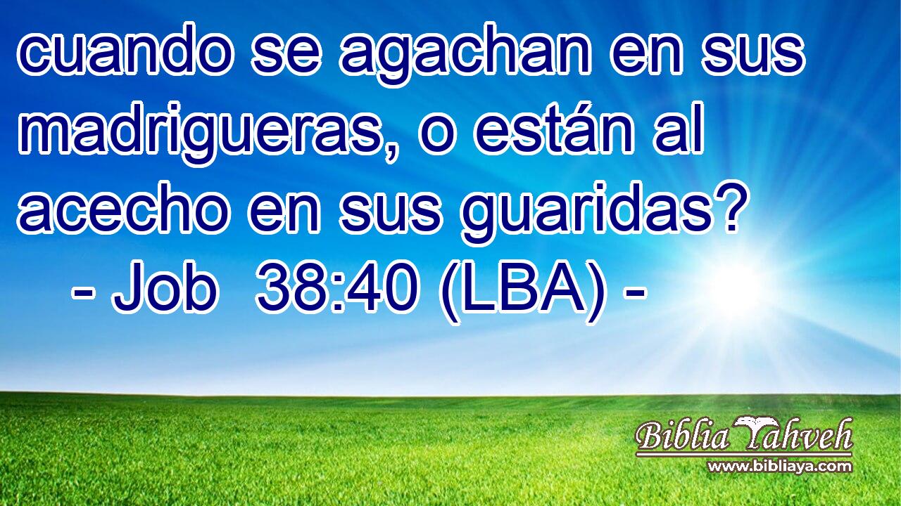 cuando se agachan en sus madrigueras, o están al acecho en sus guaridas?