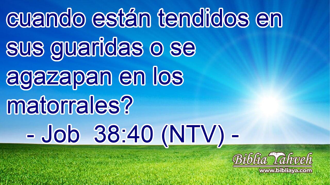 cuando están tendidos en sus guaridas o se agazapan en los matorrales?