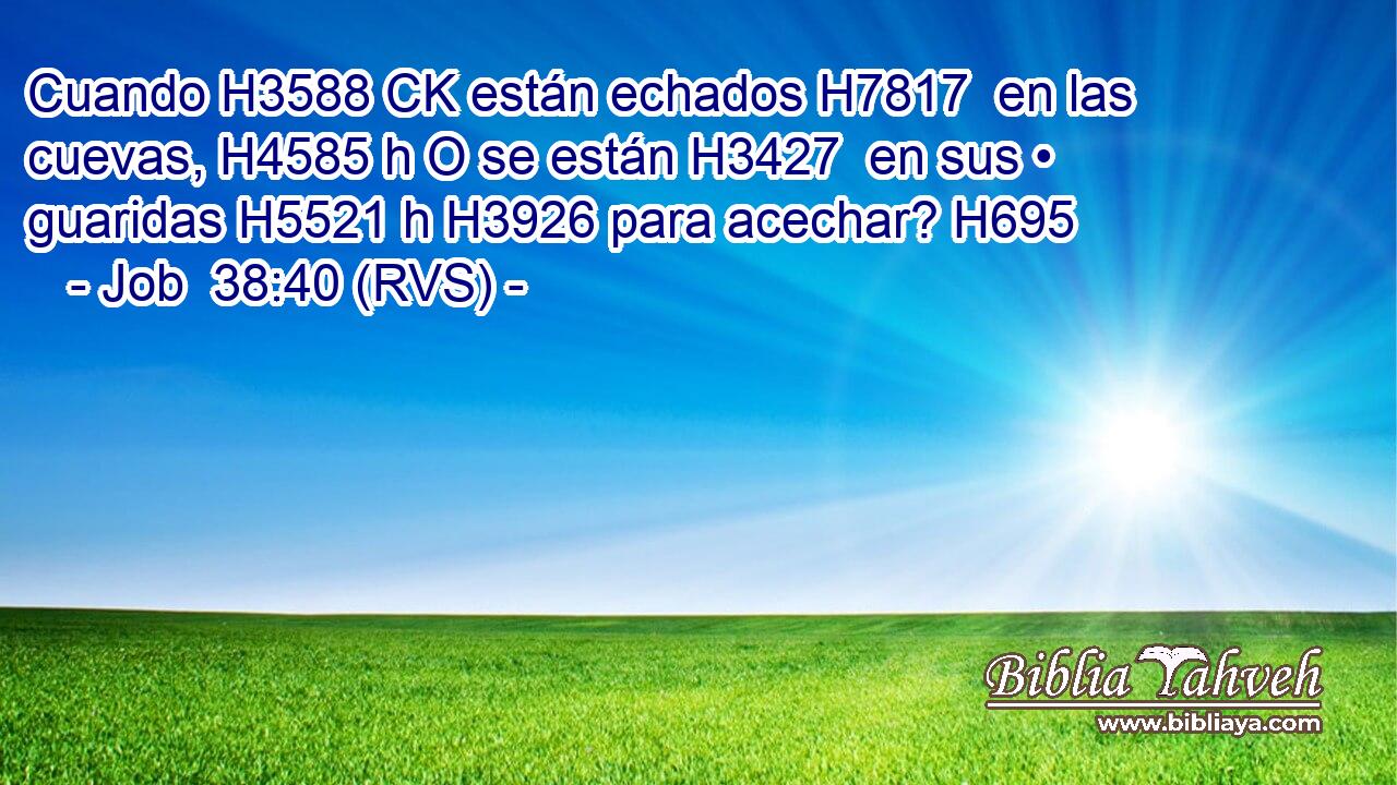 Cuando H3588 CK están echados H7817  en las cuevas, H4585 h O se están H3427  en sus • guaridas H5521 h H3926 para acechar? H695  