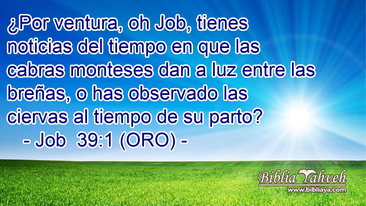 ¿Por ventura, oh Job, tienes noticias del tiempo en que las cabras monteses dan a luz entre las breñas, o has observado las ciervas al tiempo de su parto? 