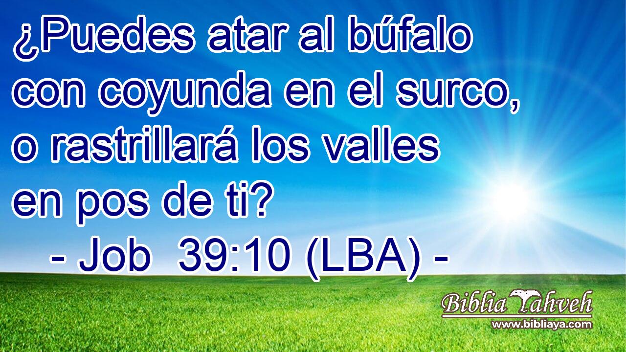 ¿Puedes atar al búfalo con coyunda en el surco, o rastrillará los valles en pos de ti?