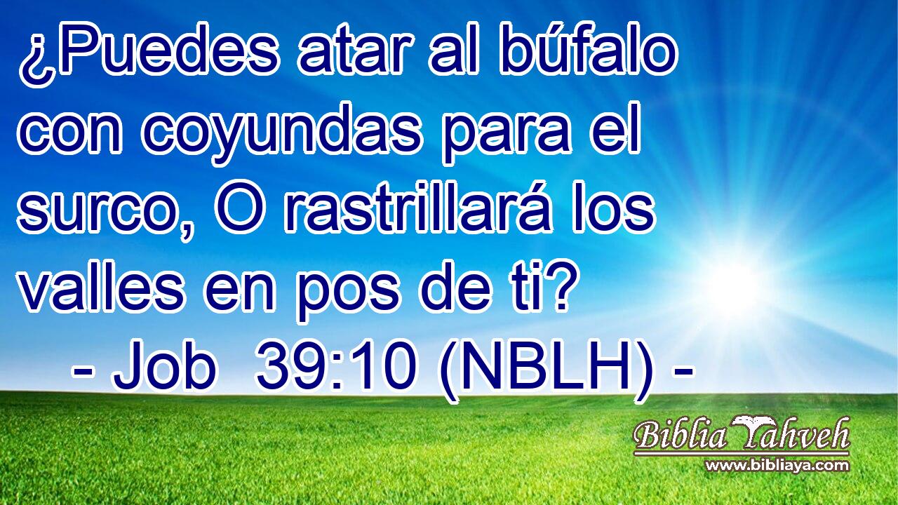  ¿Puedes atar al búfalo con coyundas para el surco, O rastrillará los valles en pos de ti? 