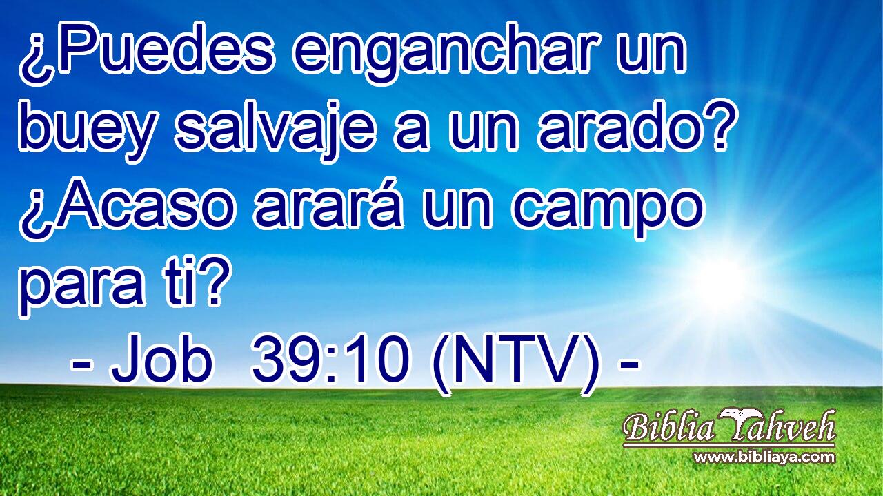 ¿Puedes enganchar un buey salvaje a un arado? ¿Acaso arará un campo para ti?