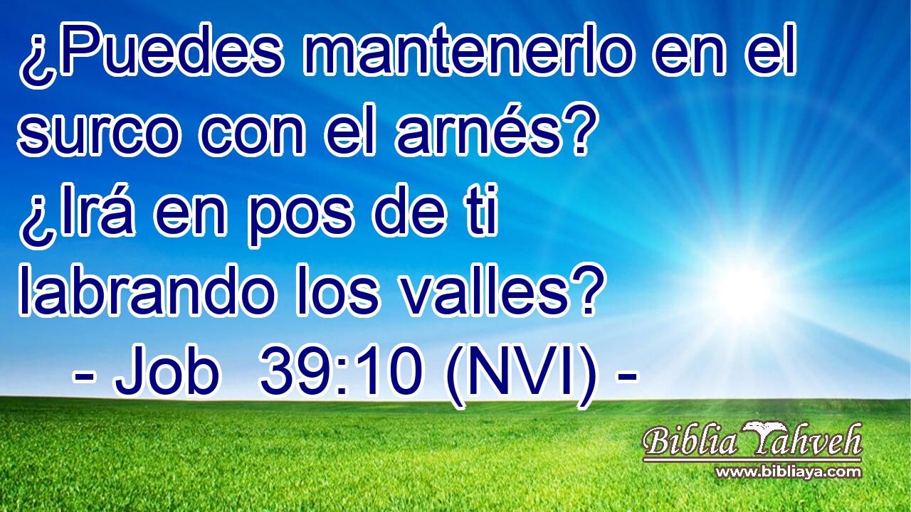  ¿Puedes mantenerlo en el surco con el arnés? ¿Irá en pos de ti labrando los valles? 