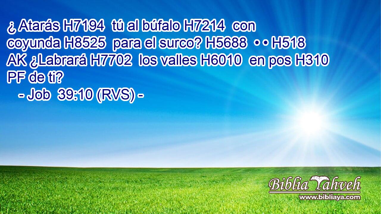 ¿ Atarás H7194  tú al búfalo H7214  con coyunda H8525  para el surco? H5688  • • H518 AK ¿Labrará H7702  los valles H6010  en pos H310 PF de ti? 