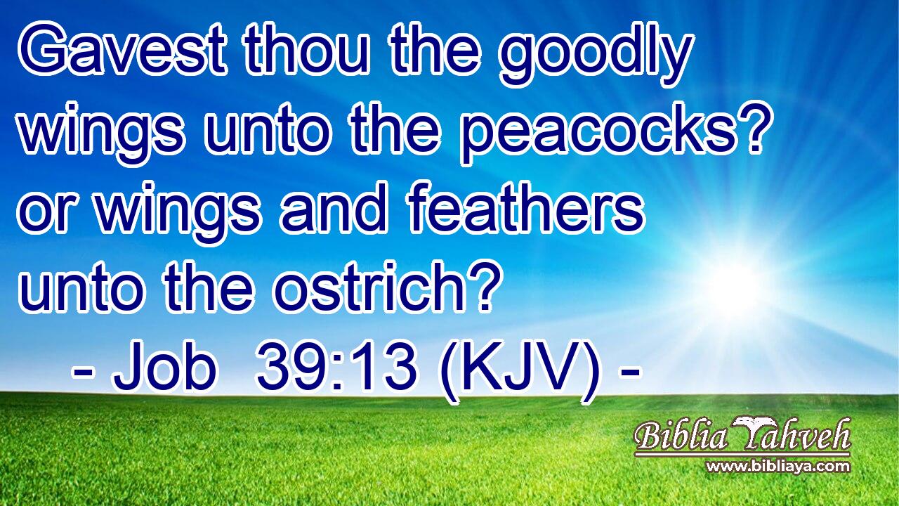 Gavest thou the goodly wings unto the peacocks? or wings and feathers unto the ostrich?