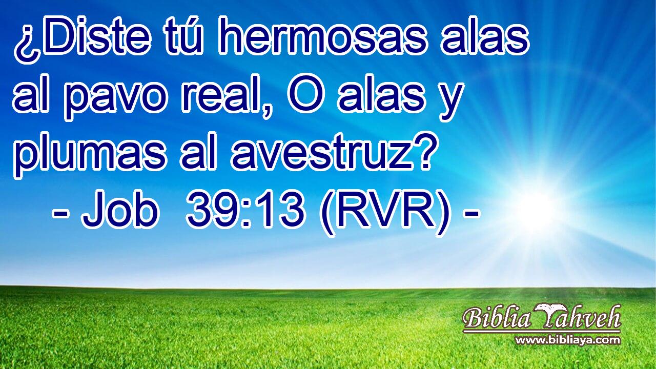 ¿Diste tú hermosas alas al pavo real, O alas y plumas al avestruz?