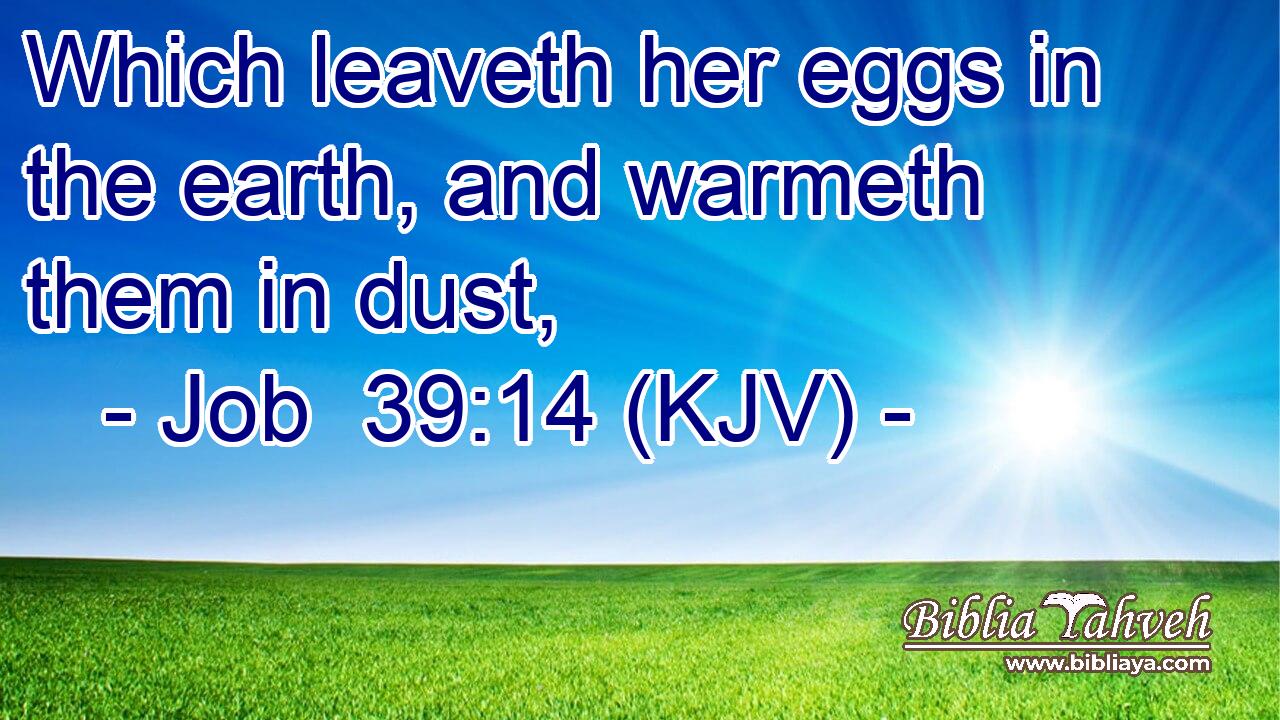 Which leaveth her eggs in the earth, and warmeth them in dust,