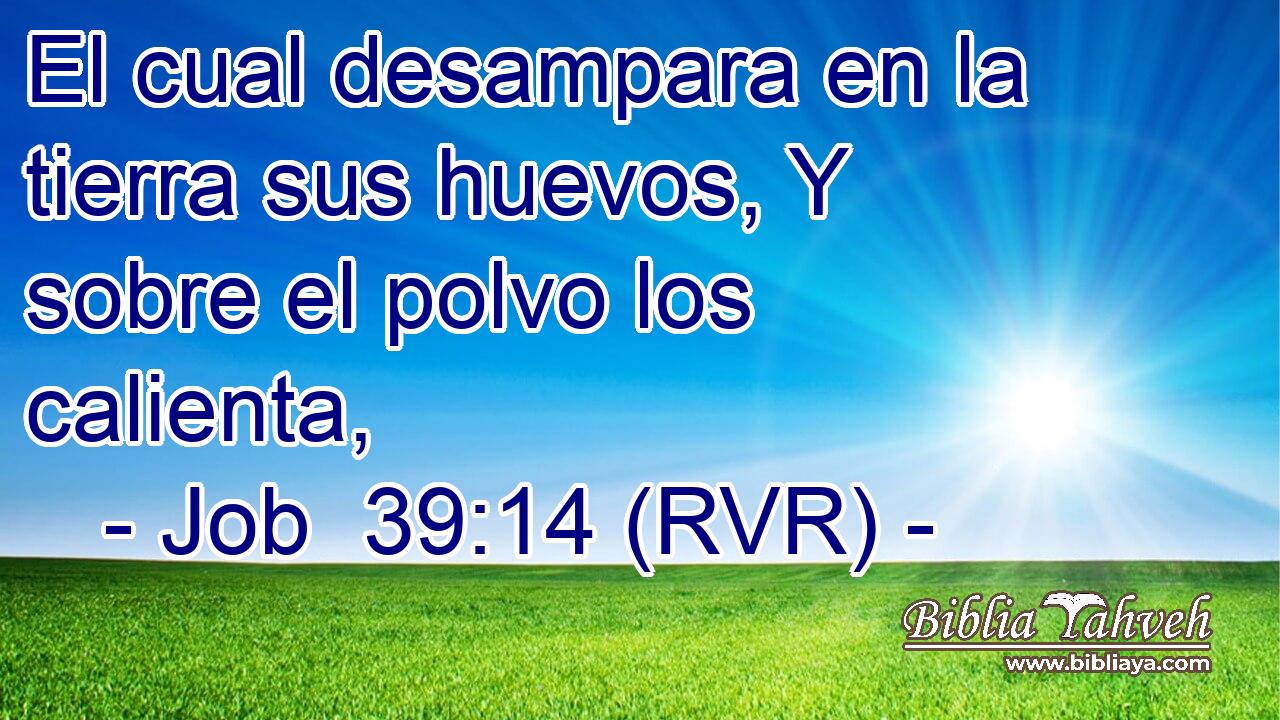 El cual desampara en la tierra sus huevos, Y sobre el polvo los calienta,