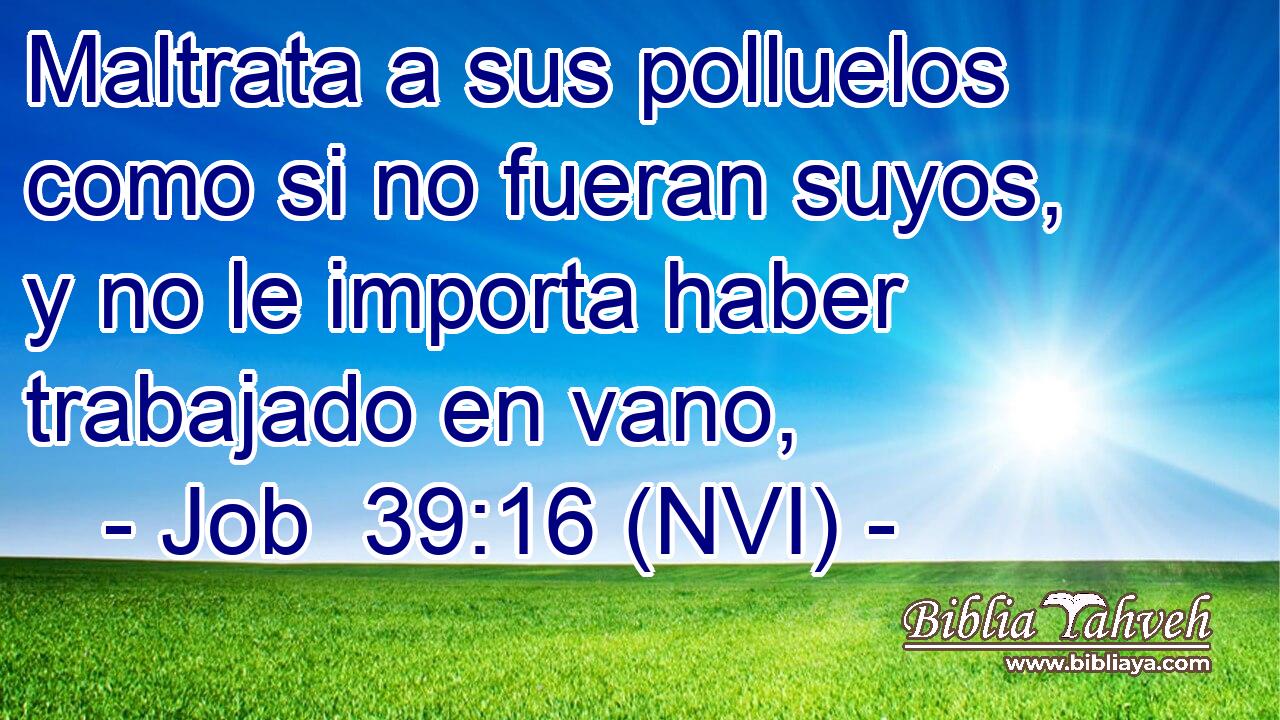  Maltrata a sus polluelos como si no fueran suyos, y no le importa haber trabajado en vano, 