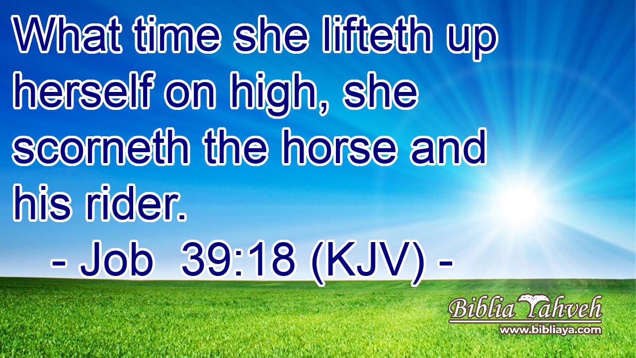 What time she lifteth up herself on high, she scorneth the horse and his rider.