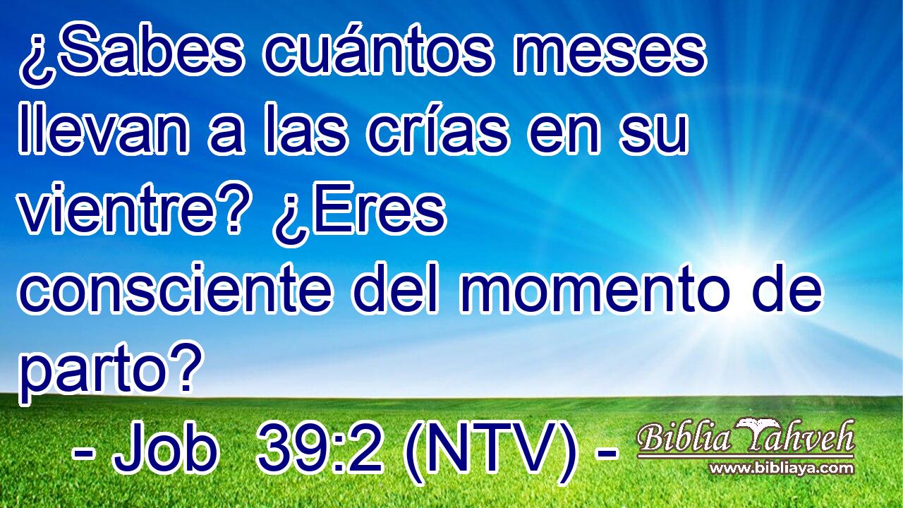 ¿Sabes cuántos meses llevan a las crías en su vientre? ¿Eres consciente del momento de parto?