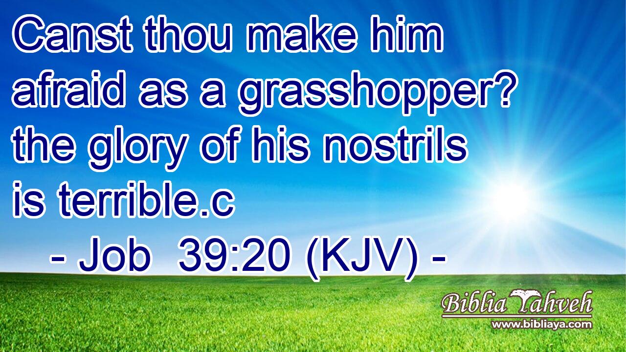 Canst thou make him afraid as a grasshopper? the glory of his nostrils is terrible.c